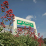 fleurs-accueil-balcantou